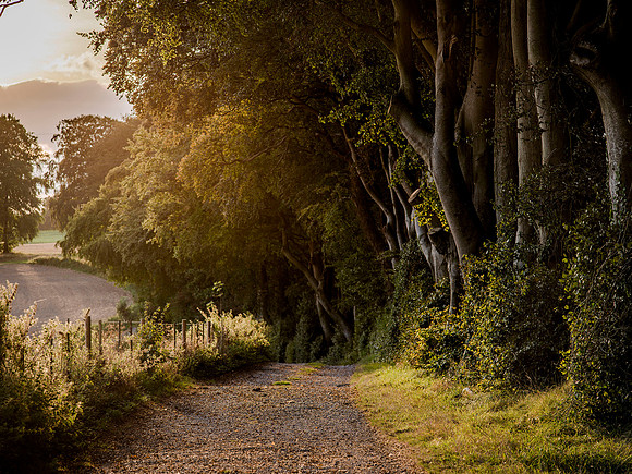 Ladle Hill Beech Trees