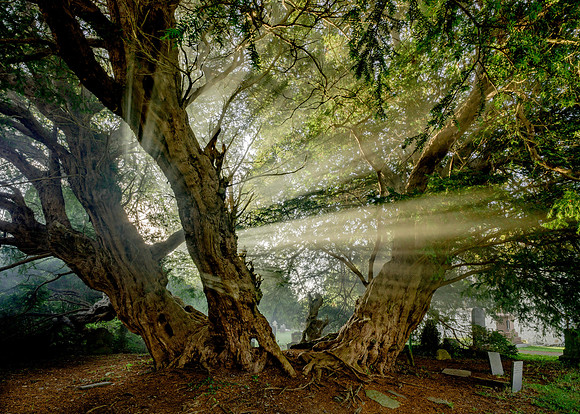 The Llangernwy Yew