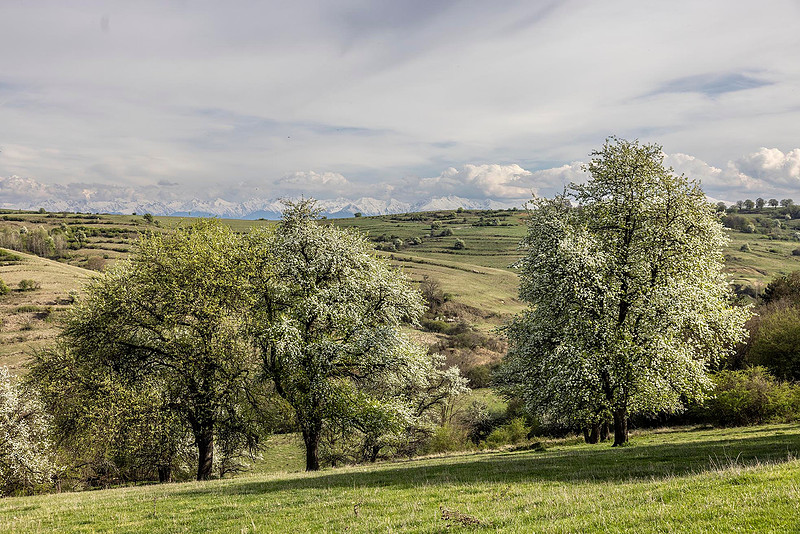 Pear Pasture