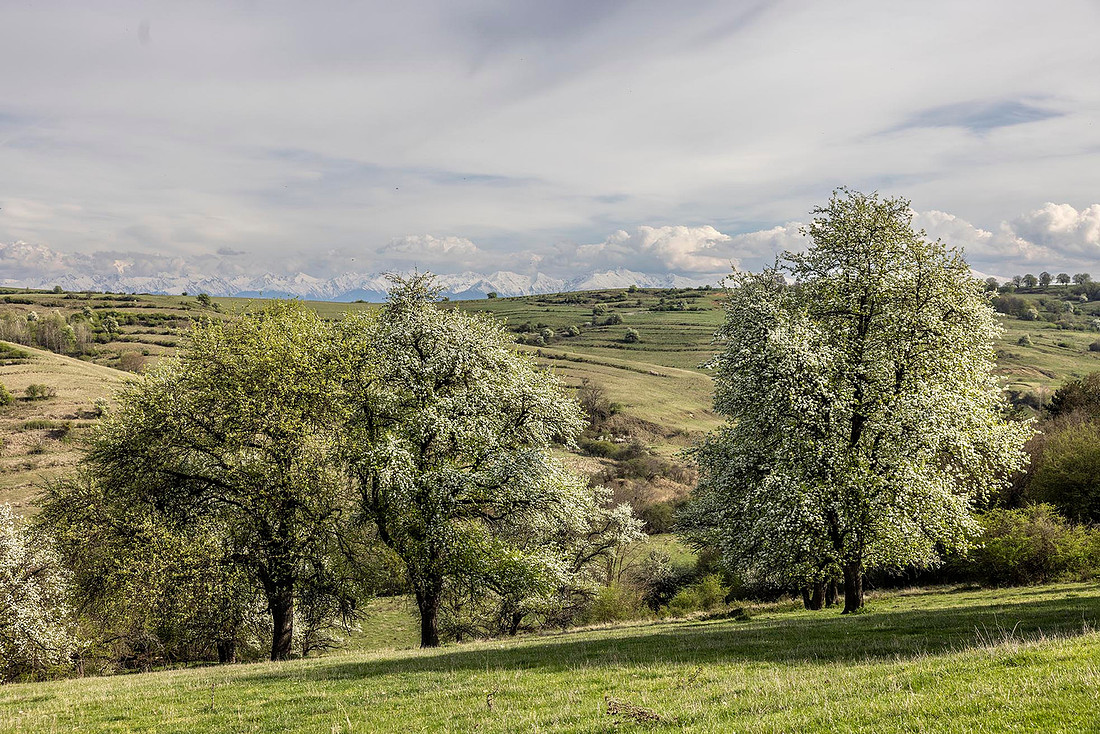 Pear Pasture
