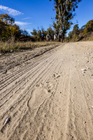 Bear Foot Prints