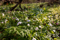 woodlandwildflowers