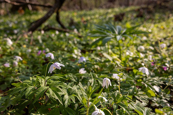 woodlandwildflowers