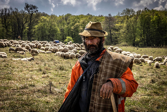 shepherd