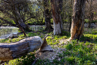 beaver_work