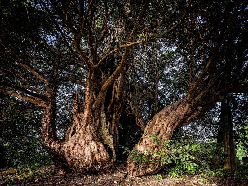 The Linton Yew