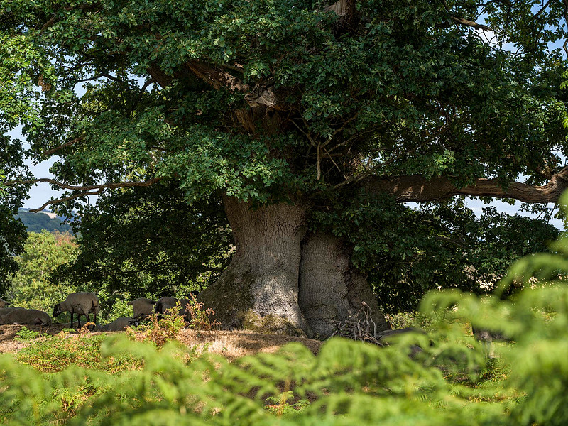 ancient-oak-offas-dyke-tree-photography