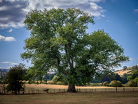 ash-tree-offas-dyke-knighton-kington