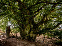 common-beech-tree-offas-dyke