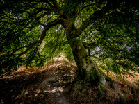 beech-tree-offas-dyke