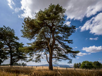 Scots-pine-tree-offas-dyke