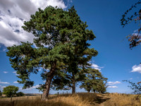 Scots-pine-trees-offas-dyke