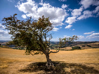 lone-hawthorn-tree-offas-dyke