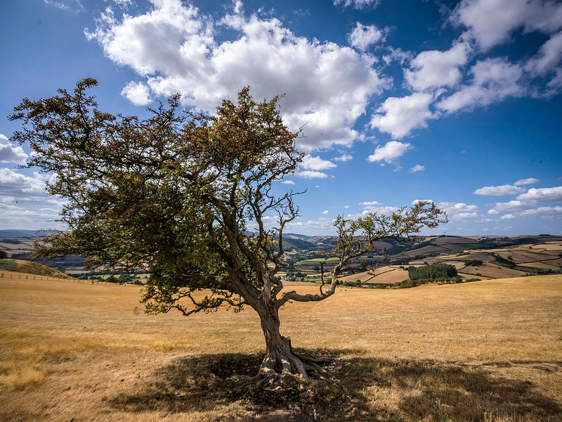 lone-hawthorn-tree-offas-dyke