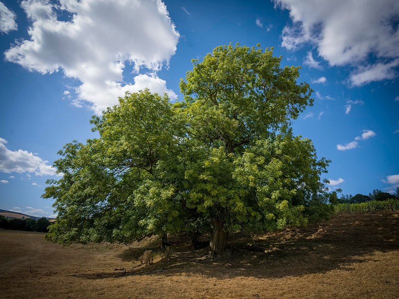 healthy-ash-tree-offas-dyke