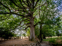 oak-tree-offas-dyke