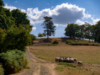 Scots-pine-with-sheep-in-foreground