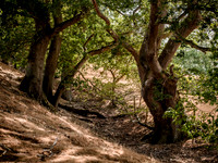 oak-trees-offas-dyke