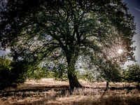 oak-tree-offas-dyke-with-sun-behind