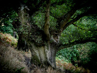 oak-pollards-offas-dyke