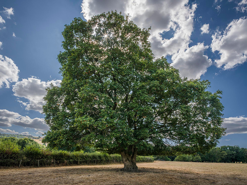 field-maple-offas-dyke-wales