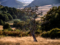 veteran-hawthorn-offas-dyke-charles-sainsbury-plaice
