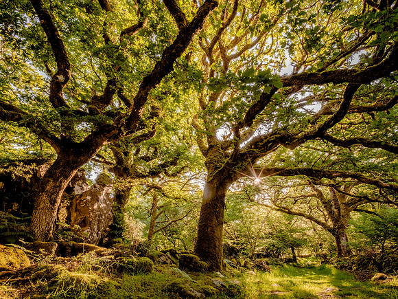 Ty Canol wood Pentre Ifan