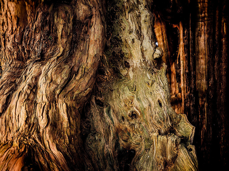 The Linton Yew texture