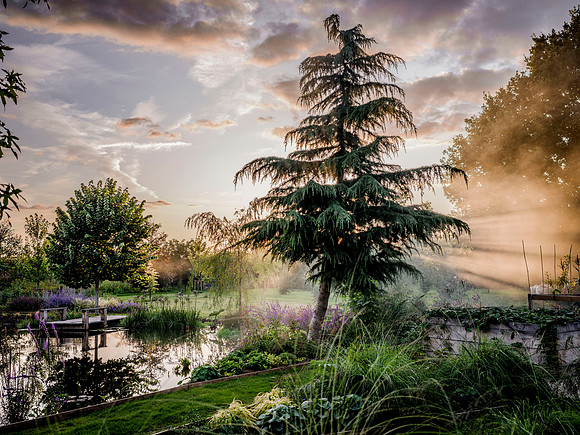 The Cedars Garden