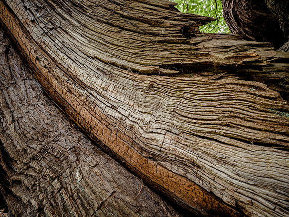 Sweet chestnut detail
