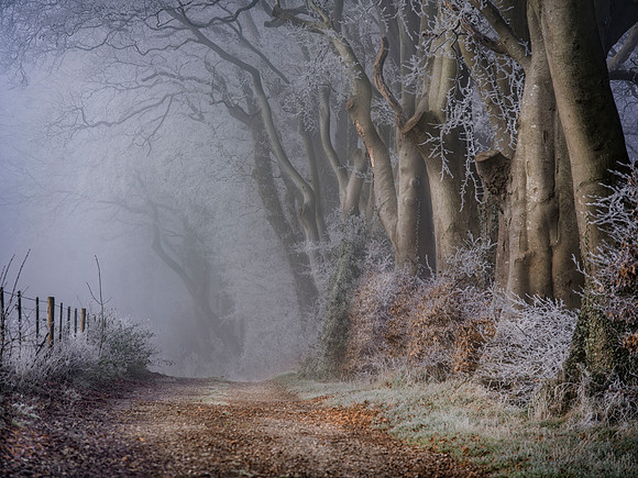 Beech trees in winter