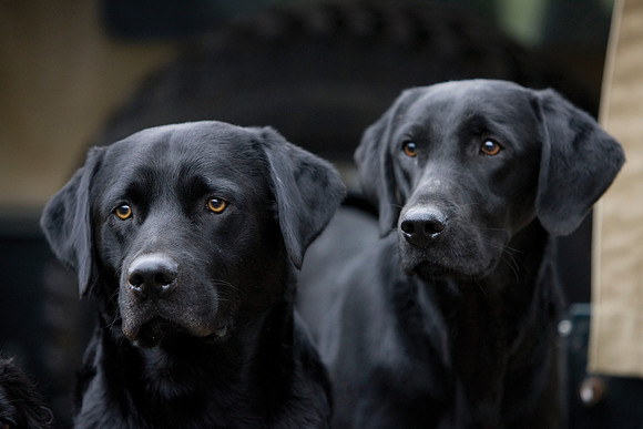 Black Labradors