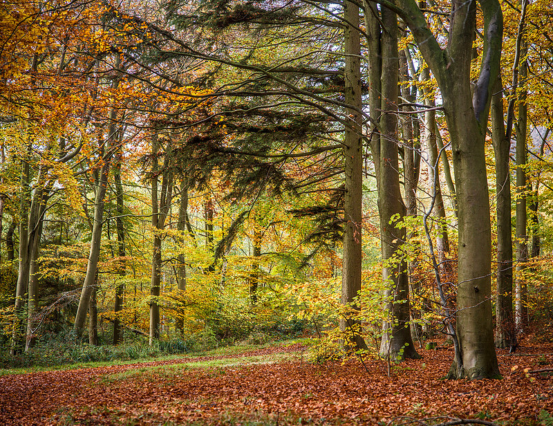 autumnal woodland scene featuring beech trees