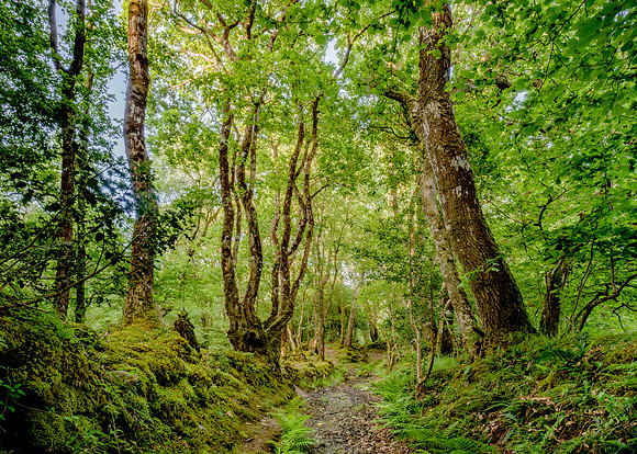 CSPPENTREIFANPEMBROKESHIREB9683762 copy