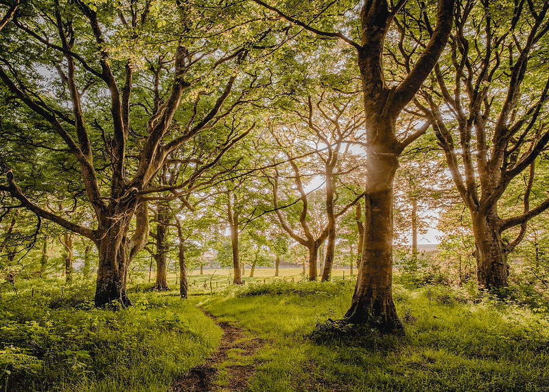 temperate rainforest at sunset in North Wales