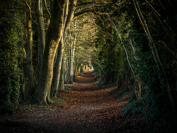 ancient track in Hampshire
